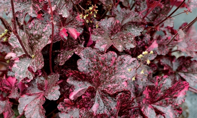 Heuchera Midnight Rose