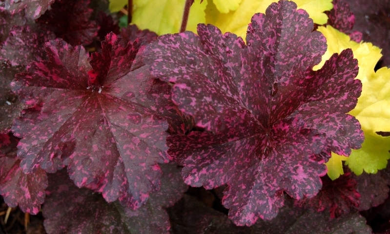 Heuchera Midnight Rose