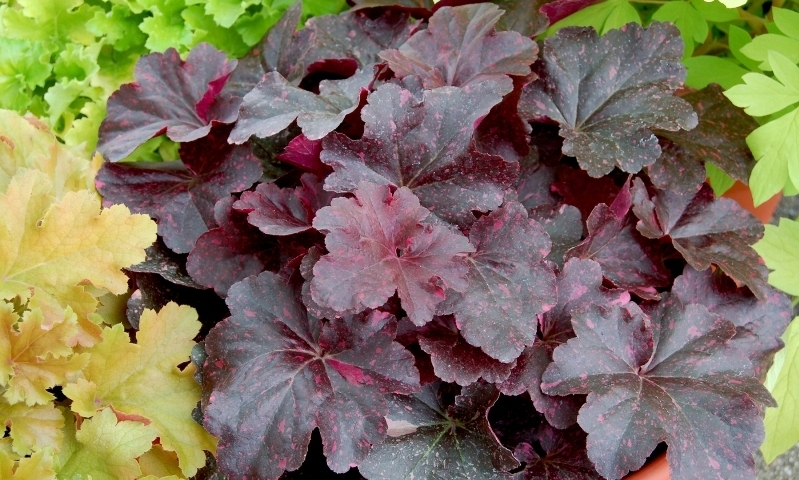 Heuchera Midnight Rose