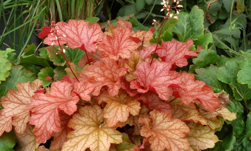 Heuchera Paprika