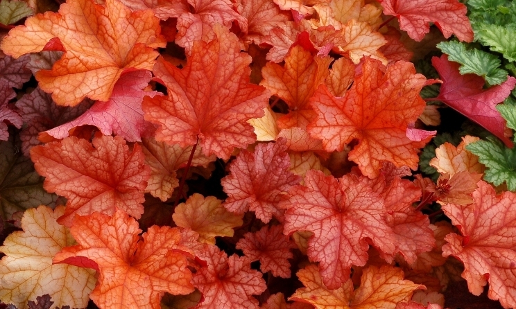 Heuchera Paprika