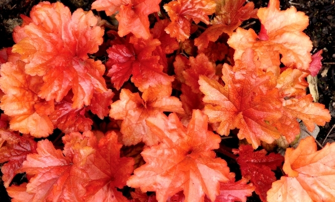 Heuchera Paprika