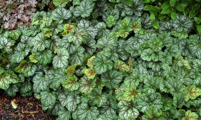 Heuchera Green Spice