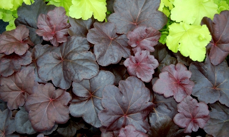 Heuchera Obsidian