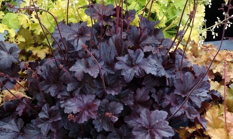 Heuchera Obsidian