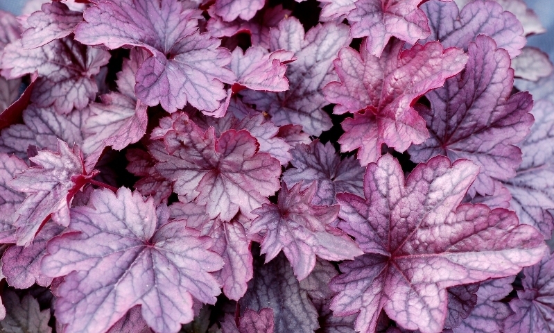 Heuchera Shanghai