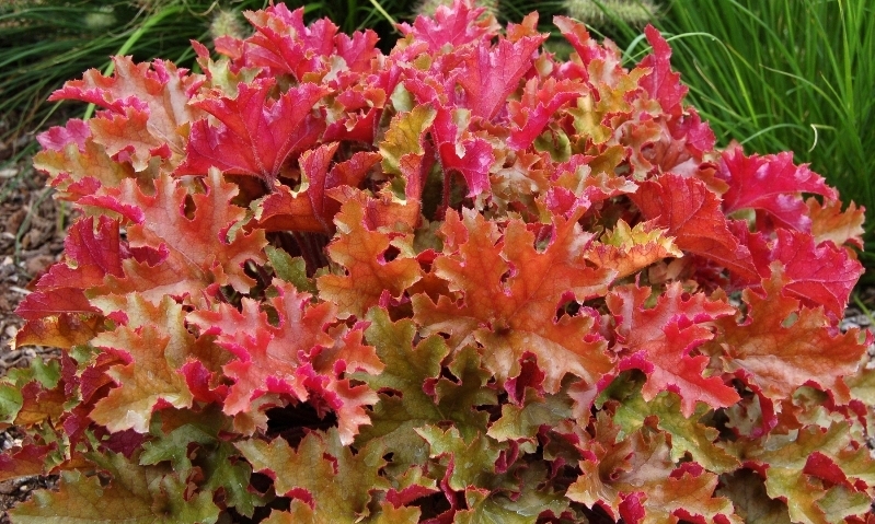 Heuchera Marmalade