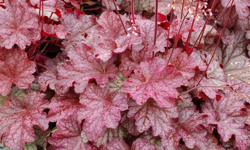 Heuchera Berry Smoothie