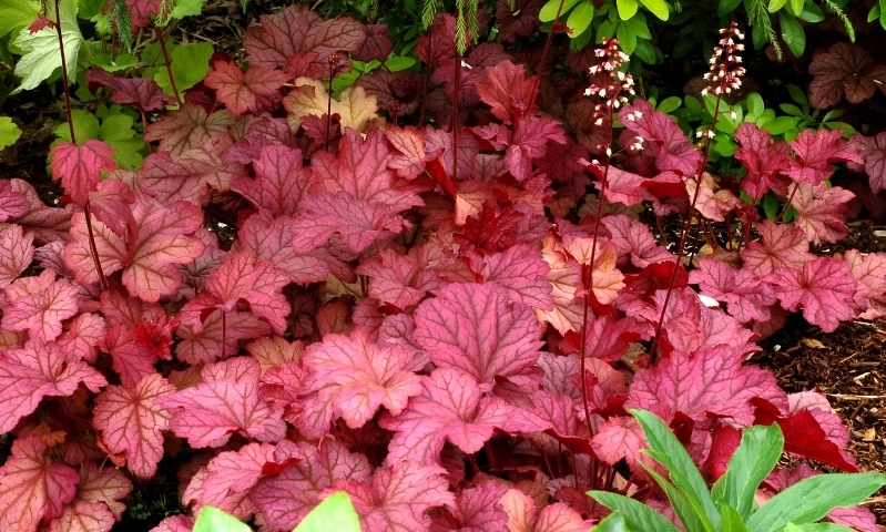 Heuchera Berry Smoothie