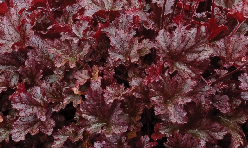 Heuchera Berry Marmalade