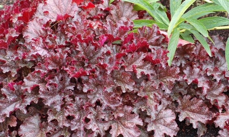 Heuchera Berry Marmalade