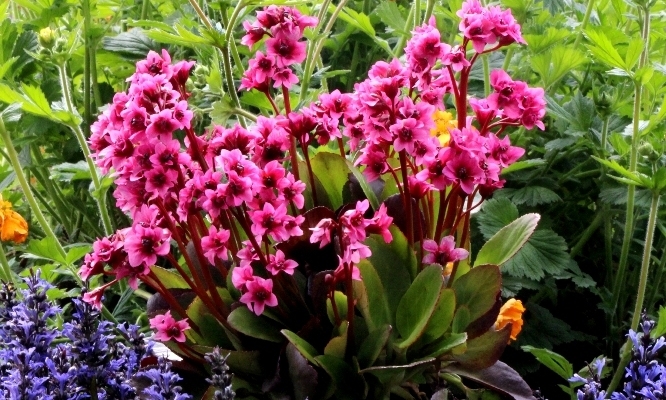 Bergenia Flirt