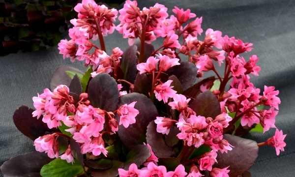 Bergenia Flirt