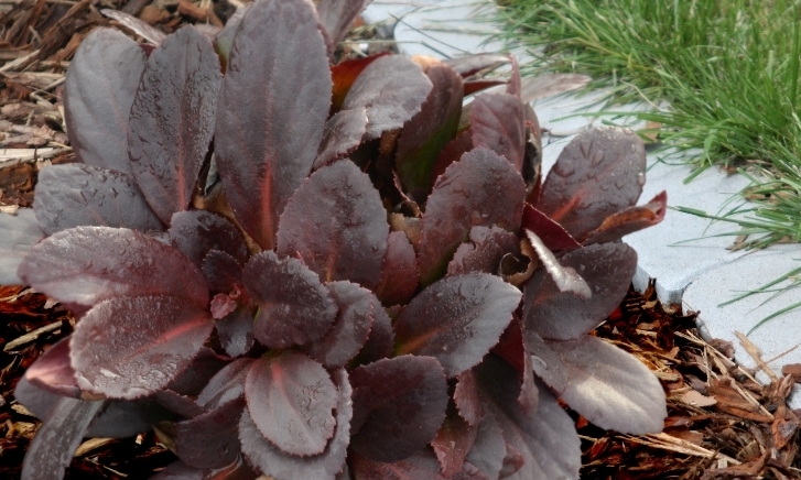 Bergenia Flirt