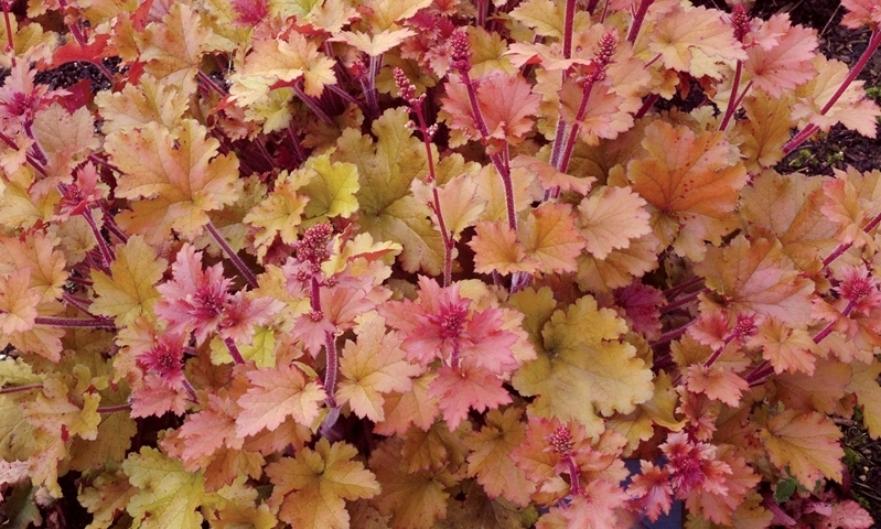 Heuchera Marmalade