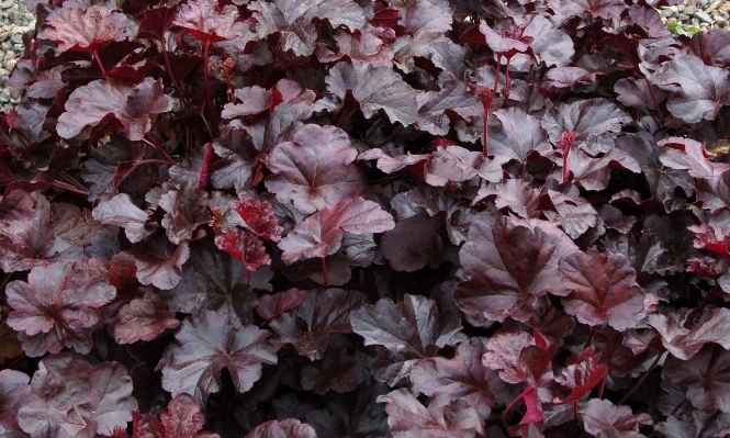 Heuchera Obsidian