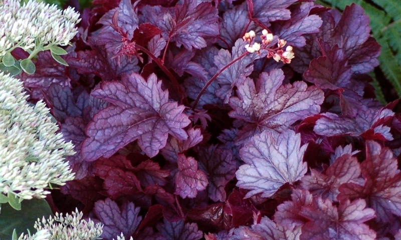 Heuchera Shanghai