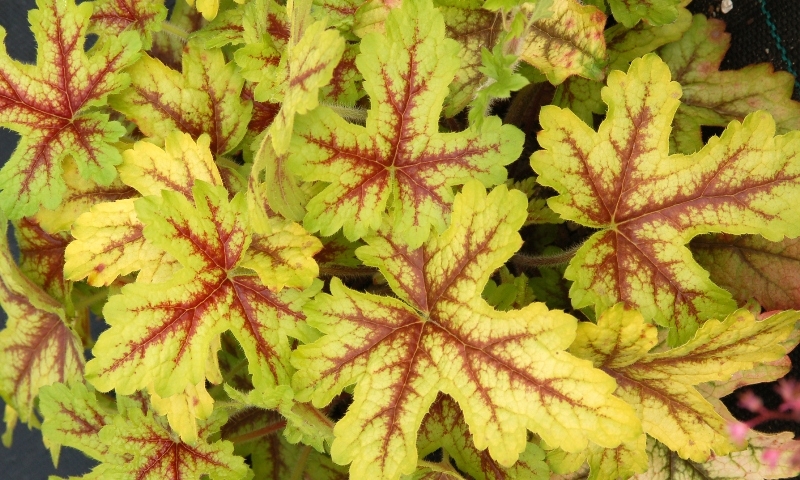 Heucherella Alabama Sunrise