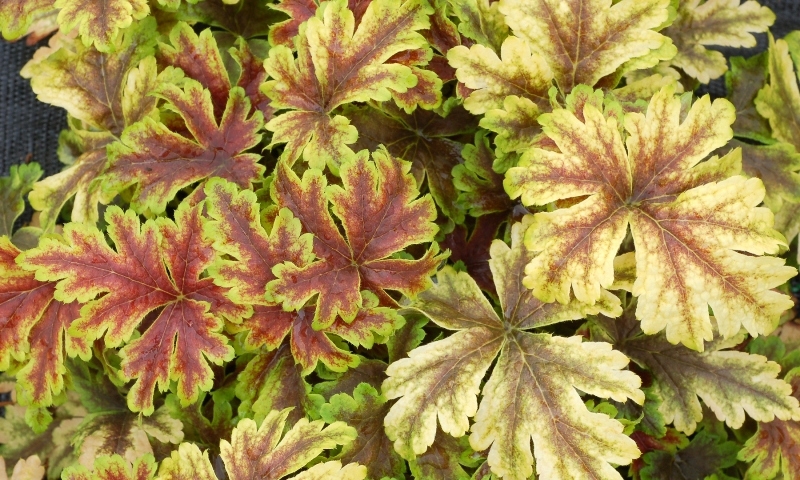 Heucherella Gold Zebra