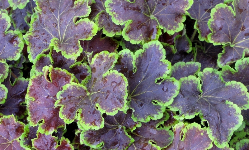 Heucherella Solar Eclipse