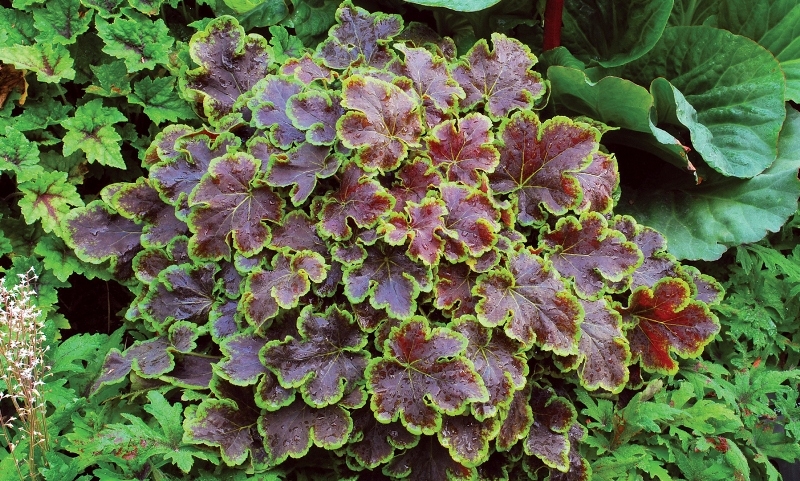 Heucherella Solar Eclipse