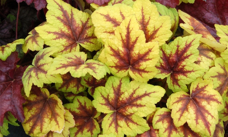 Heucherella Stoplight