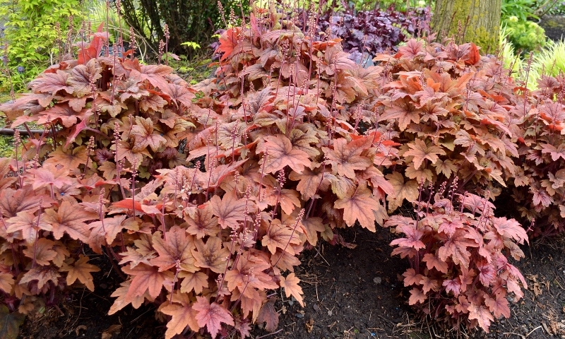 Heucherella Sweet Tea