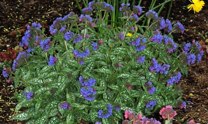 Pulmonaria Trevi Fountain