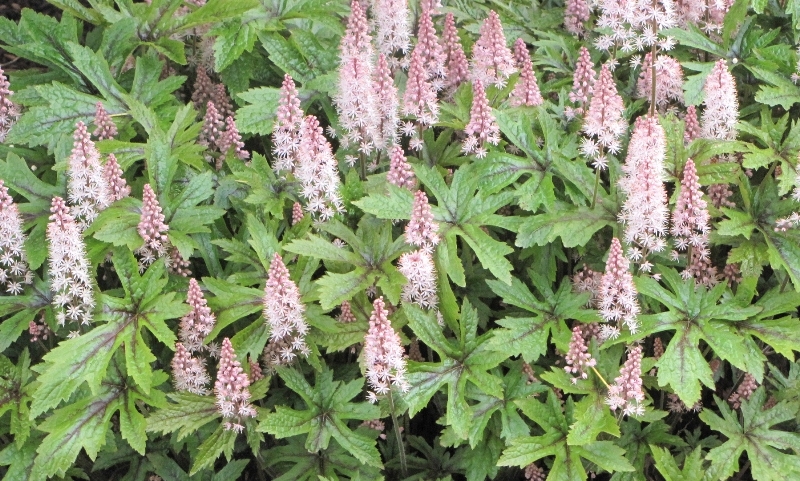 Tiarella Pink Skyrocket