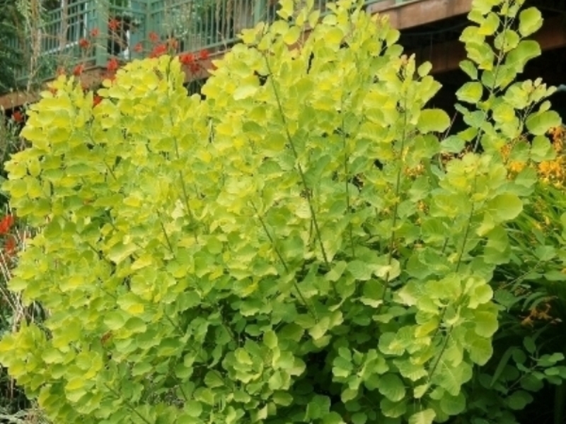 Cotinus coggygria Golden Spirit®('ancot' PBR) EU 2401