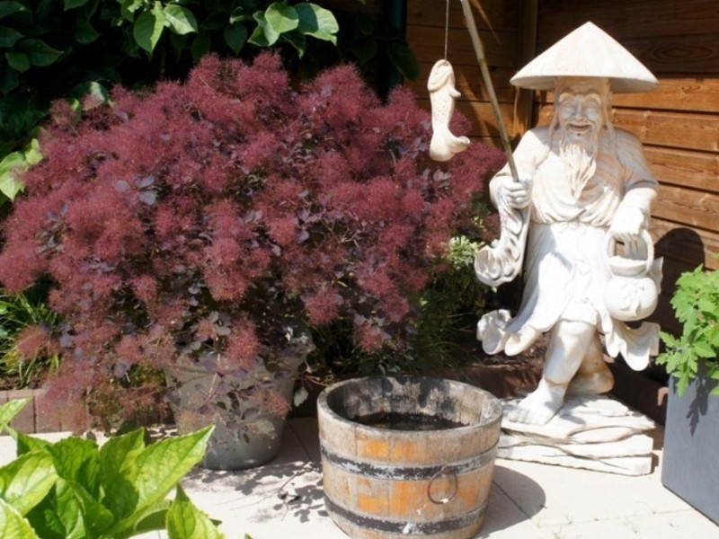 Cotinus Dusky Maiden('londus' PBR)EU 26492