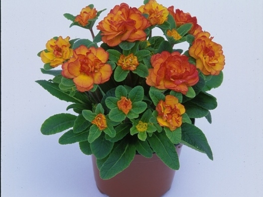 Primula Belarina Nectarine