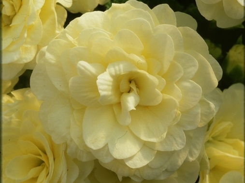 Primula Belarina Cream