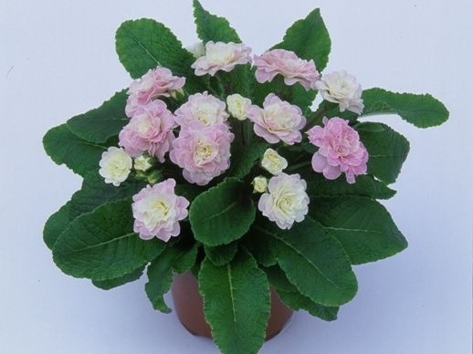 Primula Belarina Pink Ice