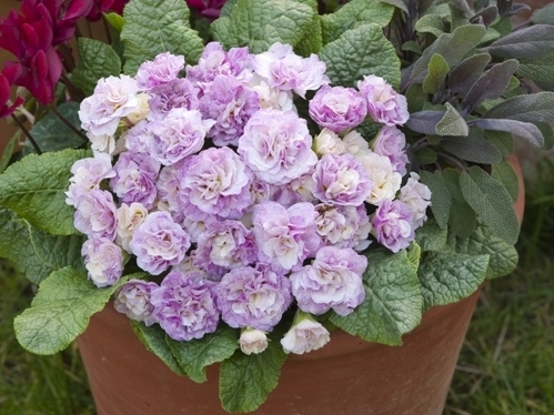 Primula Belarina Pink Ice