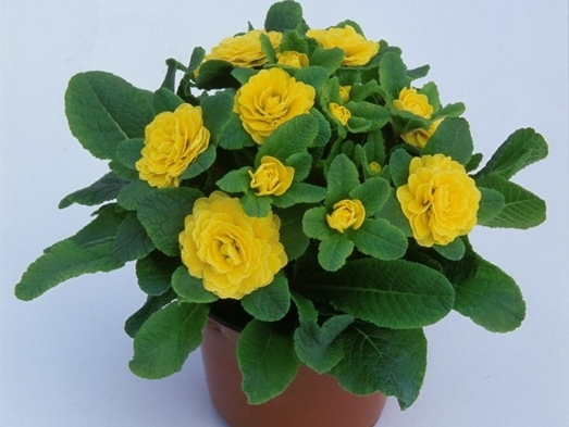 Primula Belarina Butter Yellow