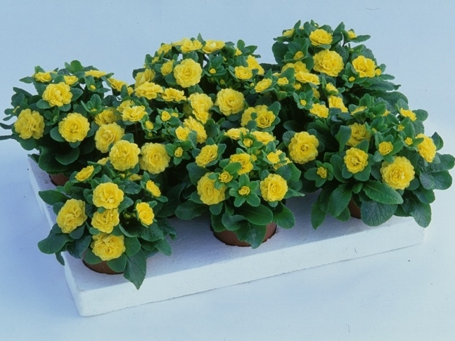 Primula Belarina Butter Yellow