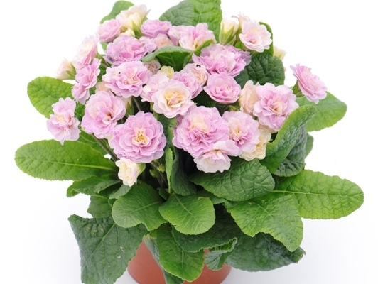 Primula Belarina Pink Champagne