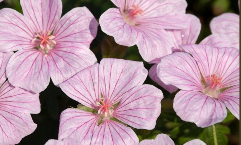 Geranium Pink Pouffe®
