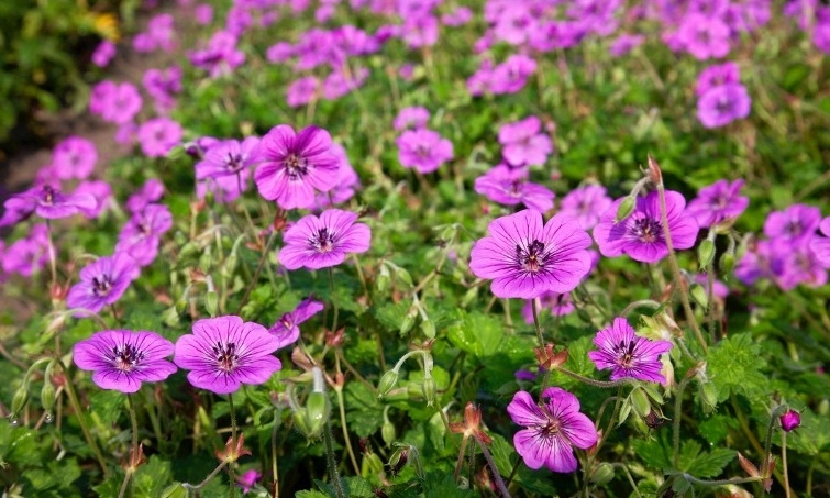 Geranium Pink Penny®