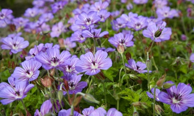 Geranium Havana Blue®