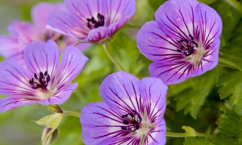 Geranium Havana Blue®