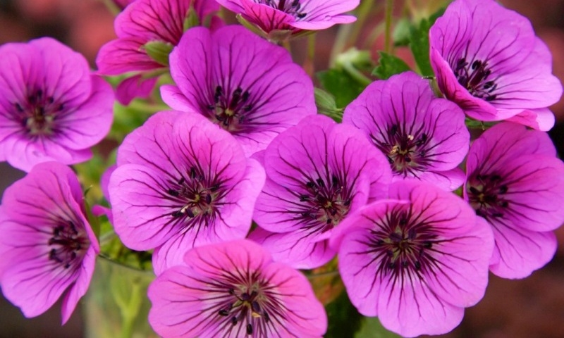 Geranium Pink Penny®
