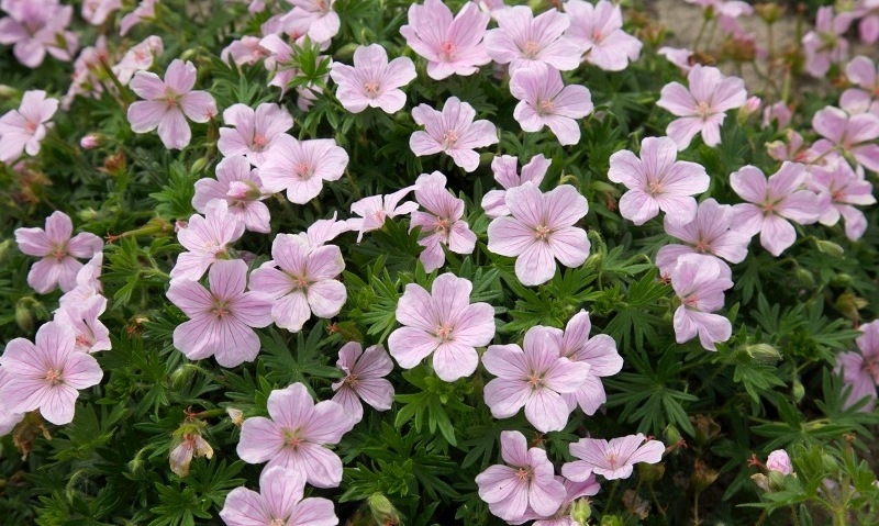 Geranium Pink Pouffe®