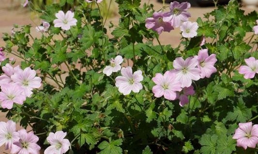 Geranium Dreamland 