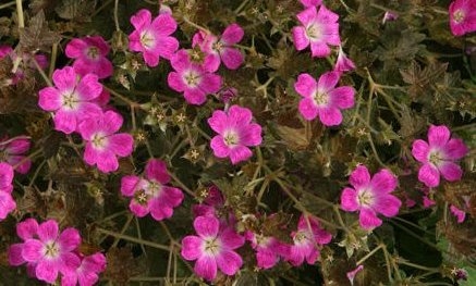 Geranium Orkney Cherry('Bremmery'PBR)EU22921