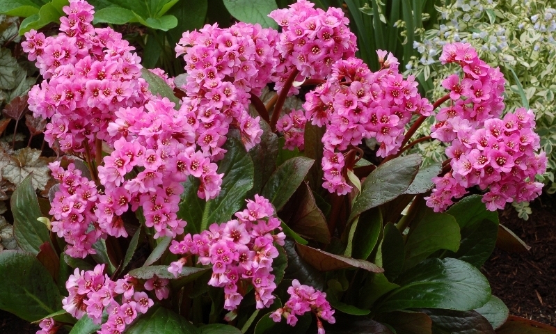 Bergenia Spring Fling