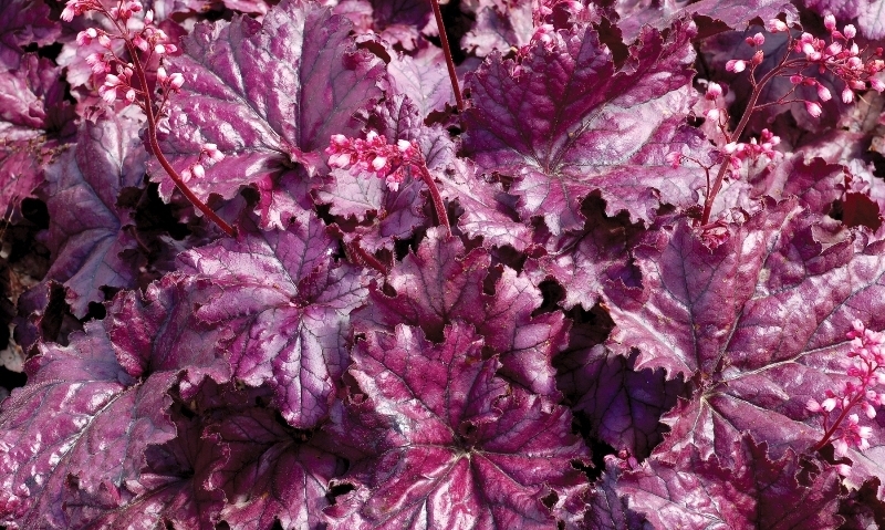 Heuchera FOREVER® Purple