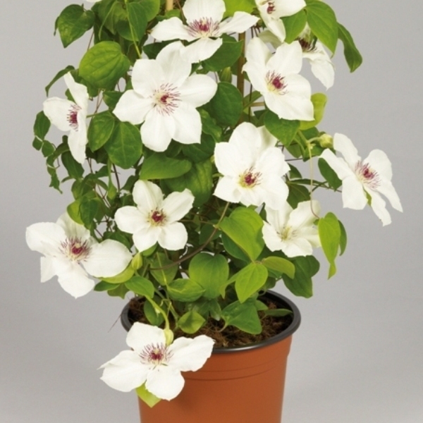 Clematis Ninon™