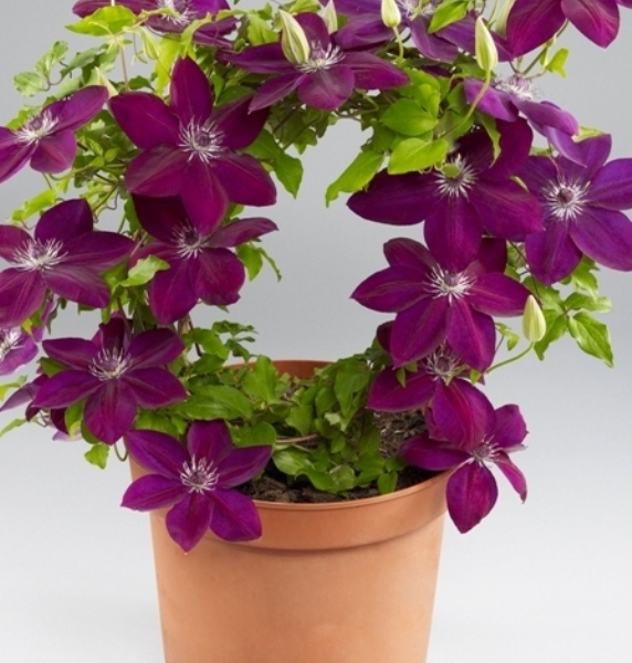 Clematis Reiko™